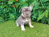 Sublimes chiots Bouledogue Français bleu tan et lilas tan