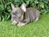 Sublimes chiots Bouledogue Français bleu tan et lilas tan