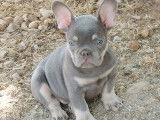 Sublimes chiots Bouledogue Français bleu tan et lilas tan