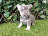Sublimes chiots Bouledogue Français bleu tan et lilas tan