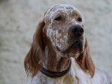 Etalon Setter Anglais LOF lemon coté 4 disponible pour des saillies