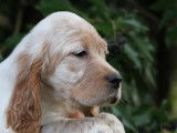 Chiot Setter Anglais LOF lemon à vendre