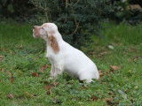 Chiot Setter Anglais LOF lemon à vendre