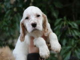 Chiots Setter Anglais LOF &agrave; r&eacute;server