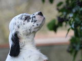 Chiots Setter Anglais LOF &agrave; r&eacute;server