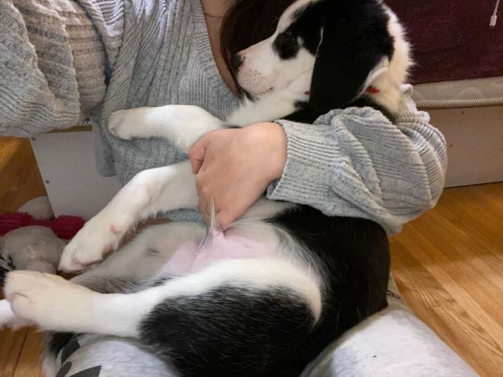 Magnifique chiot Husky croisé Labrador à vendre