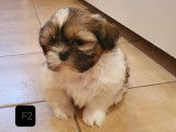 Superbes chiots Shih-Tzu &agrave; vendre