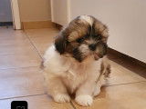 Superbes chiots Shih-Tzu &agrave; vendre