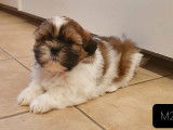 Superbes chiots Shih-Tzu &agrave; vendre