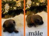 Chiots de race Berger Belge Malinois à vendre (4 femelles & 5 mâles)
