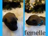 Chiots de race Berger Belge Malinois à vendre (4 femelles & 5 mâles)