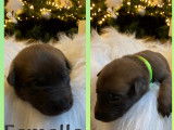 Chiots de race Berger Belge Malinois à vendre (4 femelles & 5 mâles)