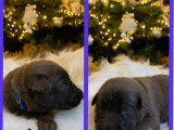 Chiots de race Berger Belge Malinois à vendre (4 femelles & 5 mâles)