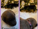 Chiots de race Berger Belge Malinois à vendre (4 femelles & 5 mâles)