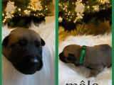 Chiots de race Berger Belge Malinois à vendre (4 femelles & 5 mâles)