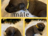 Chiots de race Berger Belge Malinois à vendre (4 femelles & 5 mâles)
