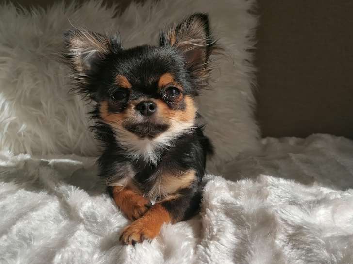 Chihuahua tricolore disponible pour saillie