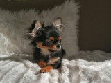 Chihuahua tricolore disponible pour saillie