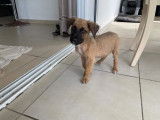 Crois&eacute;e Berger femelle non-LOF couleur fauve avec masque noir : en qu&ecirc;te de son futur foyer