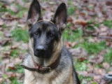A adopter : Coy, mâle Berger Allemand noir et feu âgé de 7 mois