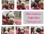 Chiot American Staff blue white avec pedigree &agrave; vendre