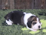 Adorables chiots Beagles LOF, deux femelles et trois mâles à réserver pour janvier 2022
