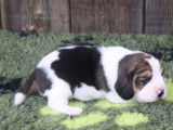 Adorables chiots Beagles LOF, deux femelles et trois mâles à réserver pour janvier 2022