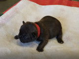 Chiots de type Bouledogue Français à vendre (1 femelle & 4 mâles)