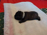 Chiots de type Bouledogue Français à vendre (1 femelle & 4 mâles)