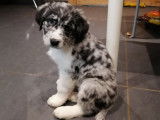 Adorables chiots Terre-Neuve croisés Border Collie à vendre