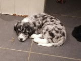 Adorables chiots Terre-Neuve croisés Border Collie à vendre