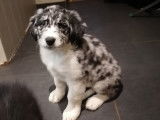 Adorables chiots Terre-Neuve croisés Border Collie à vendre