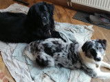 Adorables chiots Terre-Neuve croisés Border Collie à vendre