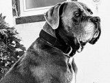 Nelson, Cane Corso LOF, cherche une amoureuse pour saillie