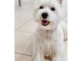 Westie male pour saillie