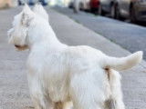 Westie male pour saillie