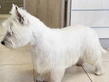 Westie male pour saillie