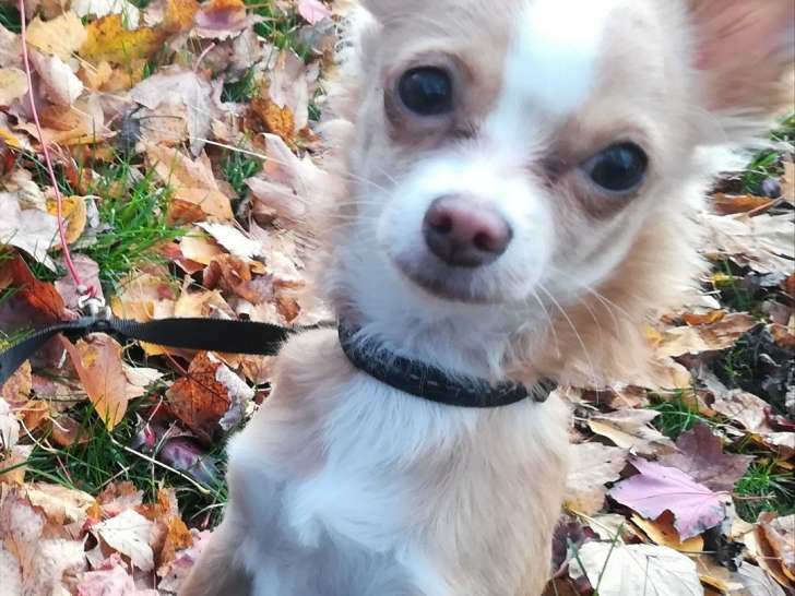 Chien adulte de type Chihuahua Mâle à vendre