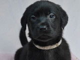 Chiots Labrador LOF disponibles à la réservation