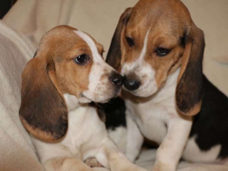 4 chiots de race Beagle de 3 mois au pelage tricolore à vendre (non LOF)