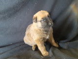 Chiots de race Berger Belge Malinois à vendre (2 femelles & 4 mâles)