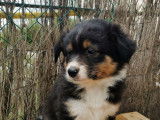 Chiots Berger Australien LOF &agrave; vendre