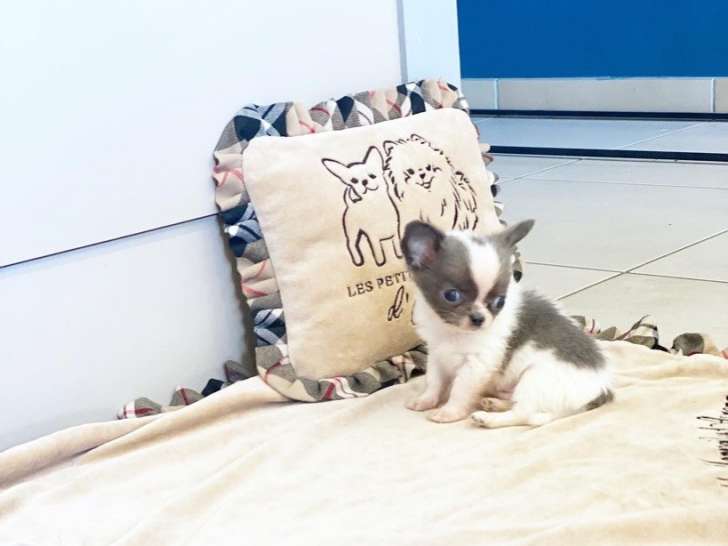 Chiot Chihuahua bleu et blanc LOF extra miniature à vendre