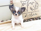 Chiot Chihuahua bleu et blanc LOF extra miniature à vendre