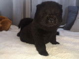 Chiot Chow Chow noir LOF à vendre