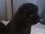 Chiot Chow Chow noir LOF à vendre