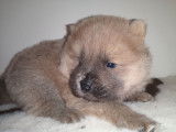 Chiots Chow Chow LOF &agrave; vendre