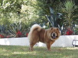 Etalon Chow Chow LOF beige disponible pour saillie