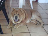 Etalon Chow Chow LOF beige disponible pour saillie