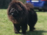Etalon Chow Chow LOF noir disponible pour saillie